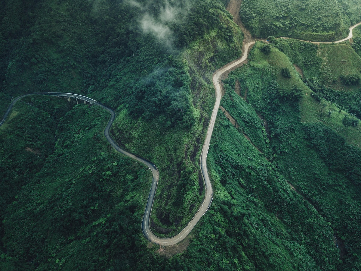 Aerial photograph showing dense mangrove forest canopy