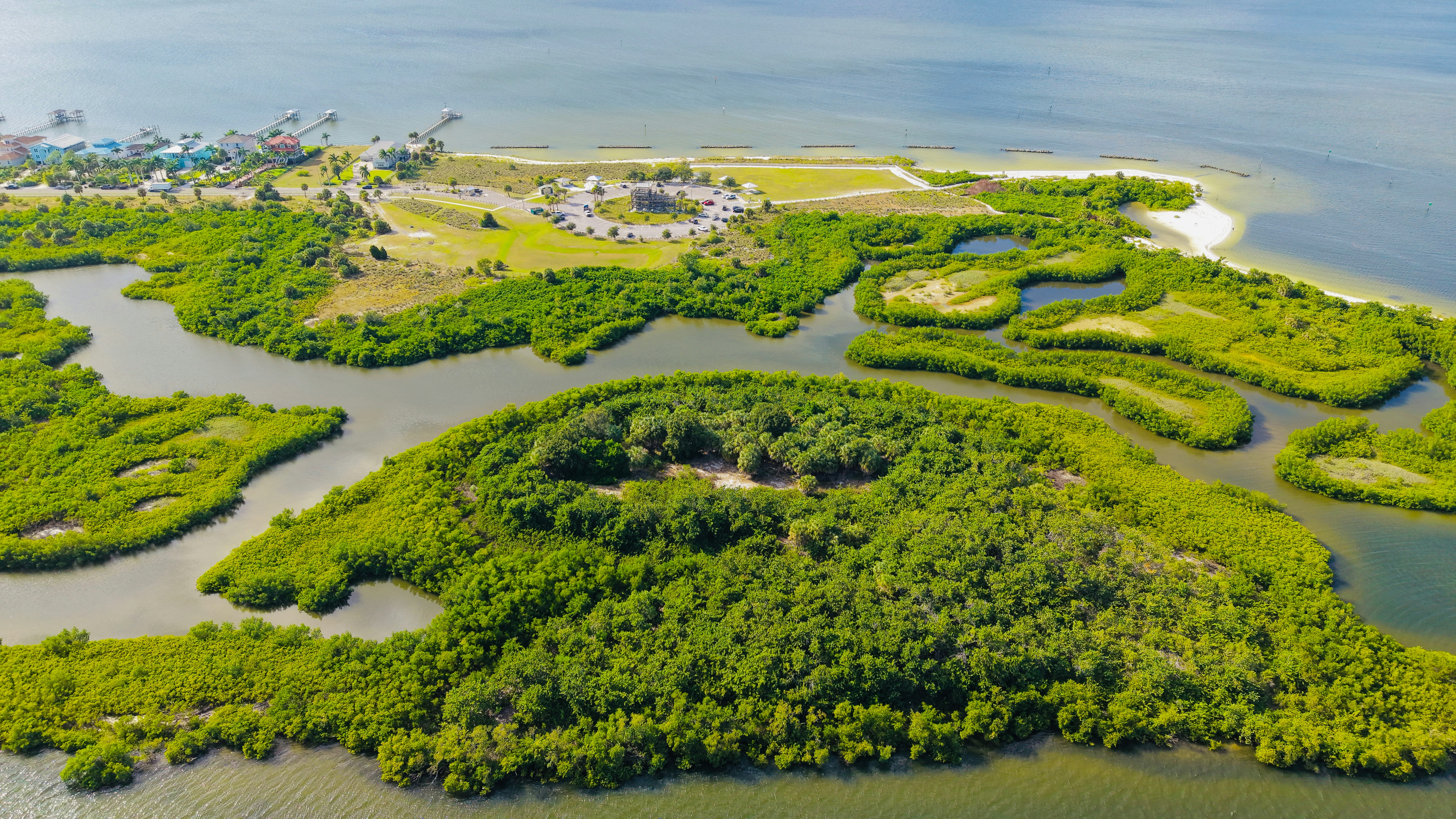 Guyana Mangroves